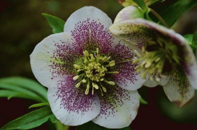 hellebore