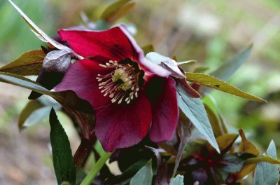 hellebore