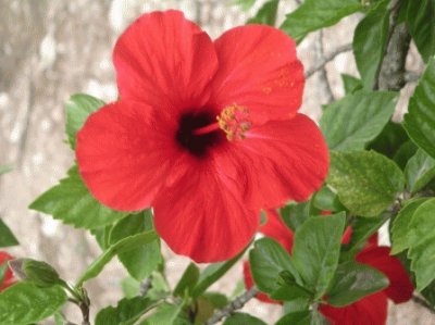 hibiscus