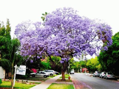 jacaranda