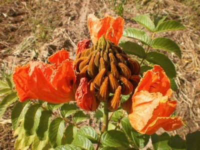 Flor da EspatÃ³dia