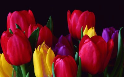 Tulipanes