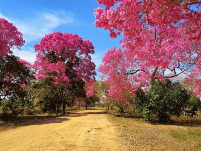 Piuva Roxa ou Ipe Roxo