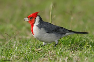 EXTRAÃ‘O CARDENAL.