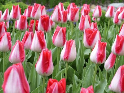 tulipes