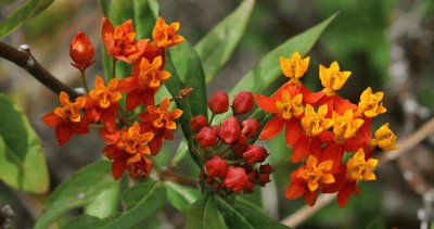 flor de seda