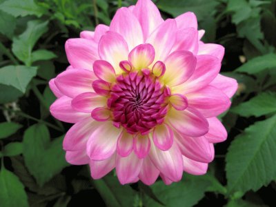 dahlia