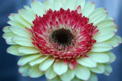 gerbera