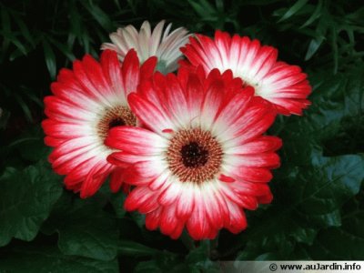 gerbera