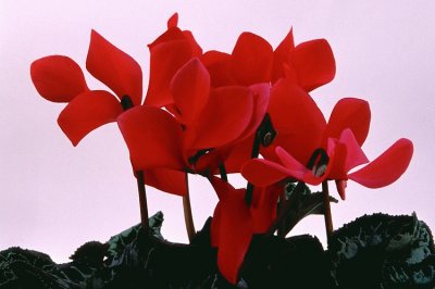 cyclamen