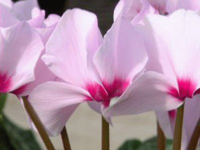 cyclamen