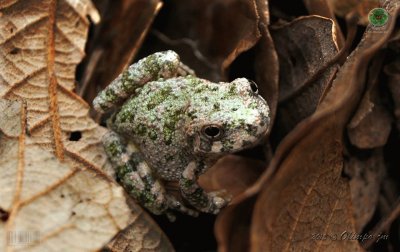 Hyla arenicolor