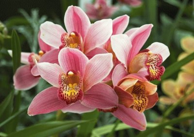 Cymbidium