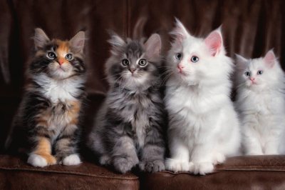 chatons