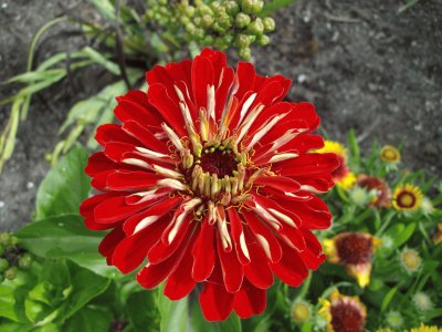 zinnia