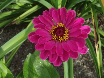 zinnia