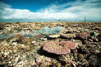 Gran Barrera de Coral. Australia