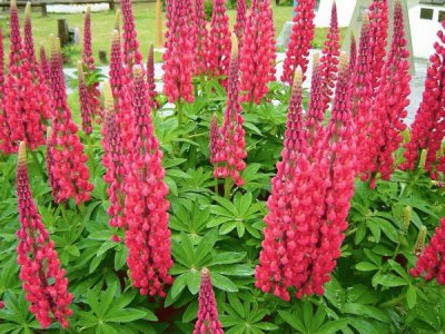 Lupinos en Ushuaia. Tierra del Fuego. Argentina