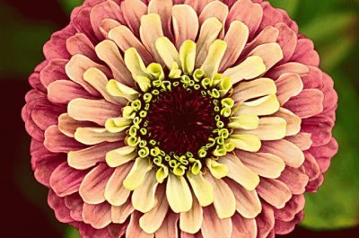 zinnia