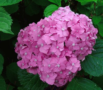 Hortensia