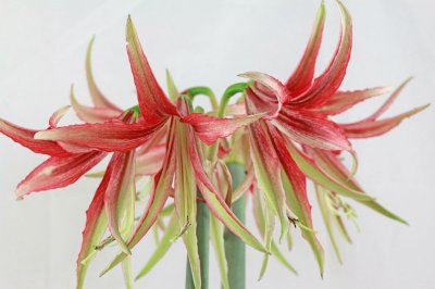 hippeastrum