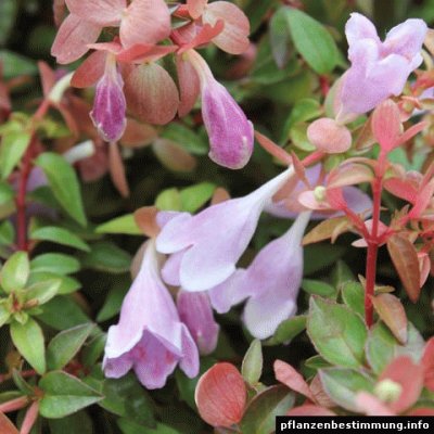 abelia