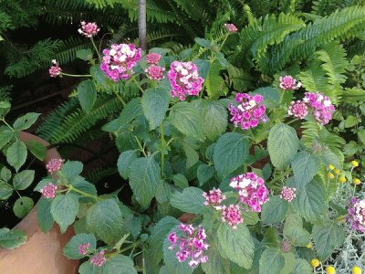 lantana