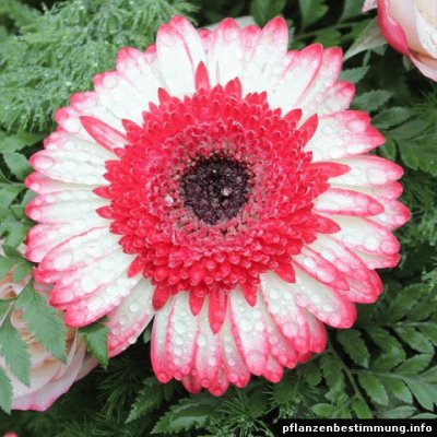 gerbera