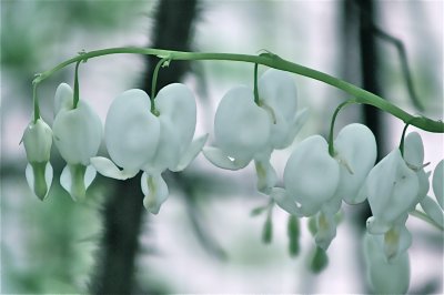 dicentra spectabilis alba