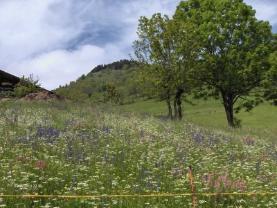 Fleurs des Alpes (Fr)