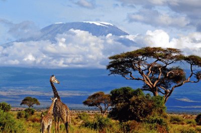 Kilimanjaro