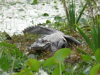 Esteros del IberÃ¡. Corrientes. Argentina