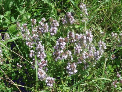 Wild oregano (Belg)