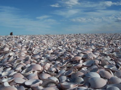 Playa de las Conchillas. RÃ­o Negro. Argentina