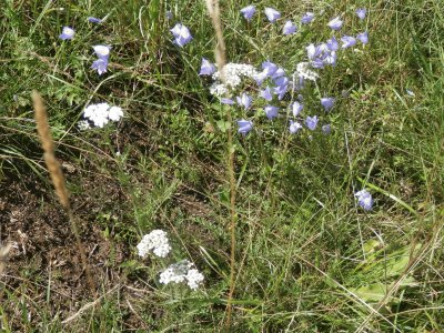 Fleurs des champs