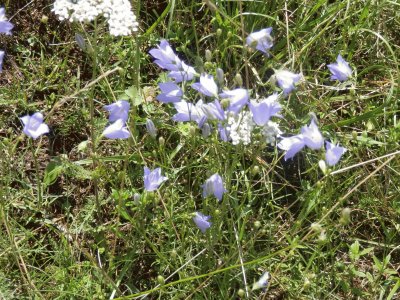 fleurs des champs (Bel)