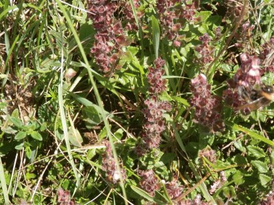 Orobanche (Belg)