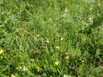 fleurs d 'Ã©tÃ© (Belg)