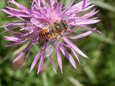 Pollen sur centaurÃ©e (Belg)