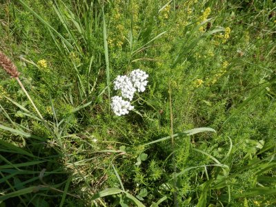 fleurs d 'Ã©tÃ© (Belg)