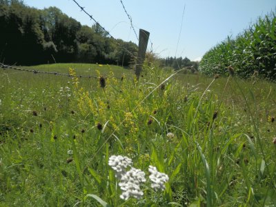 summer flowers (Belg)