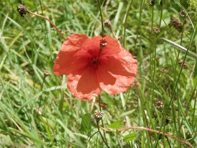 coquelicot (Belg)