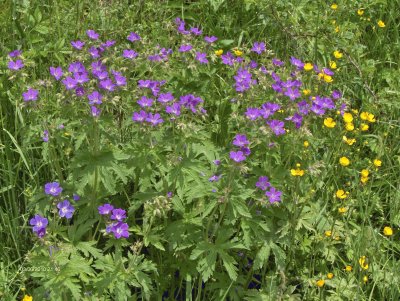 Fleurs alpines (FR)