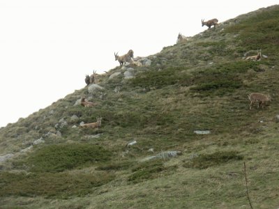 Bouquetins - Alpes (Fr)