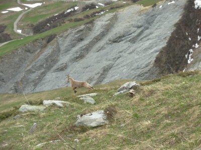 Bouquetin (France-Alpes)