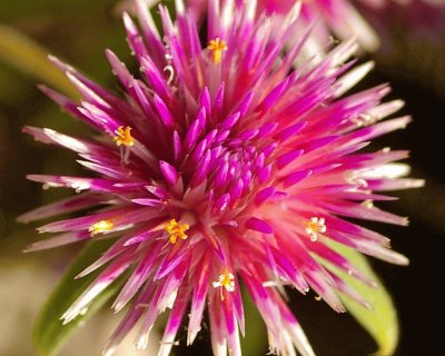 gomphrena