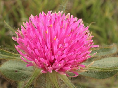 gomphrena