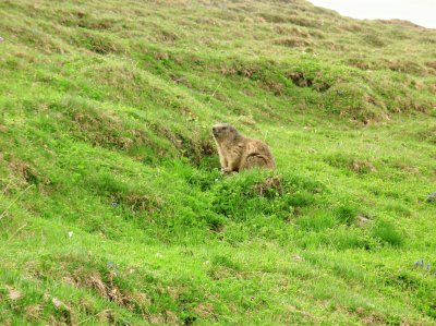 Marmotte (Alpes-France)