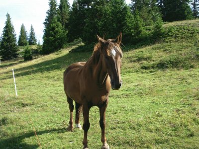 Cheval (Vercors-Fr)