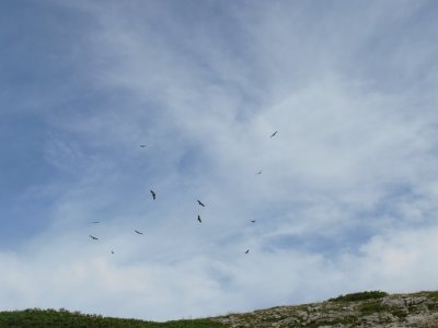 Vautours (Vercors-Fr)